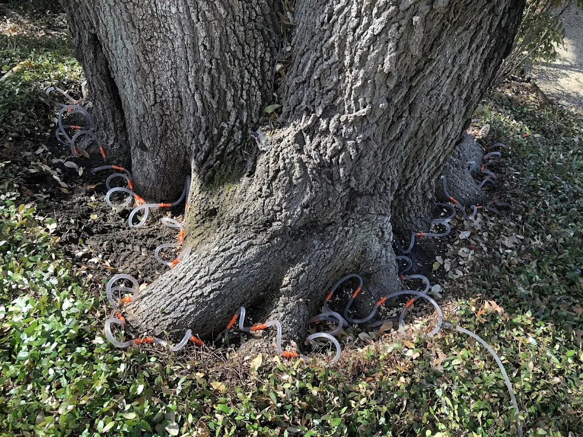 Detailed Tree Cabling and Bracing job site in Delton