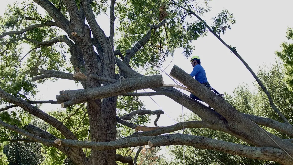 Professional Crown Thinning performed by certified arborists in Delton