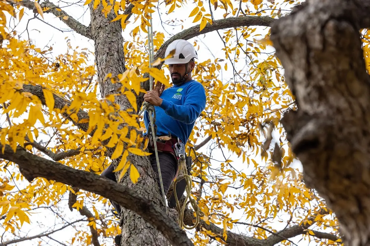 Skilled Tree Trimming crew working in Delton